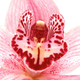 Illustration for article titled Your Ladyflower Is Not The Wrong Color